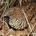 Barred Buttonquail